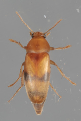 Diclidia