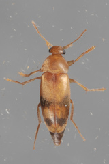 Diclidia