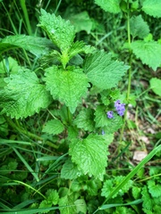 Glechoma hederacea
