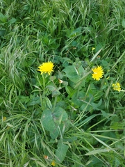 Sonchus oleraceus