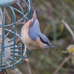 Sitta europaea