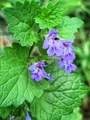 Glechoma hederacea