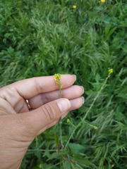 Sisymbrium officinale