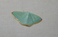 Comostolopsis stillata