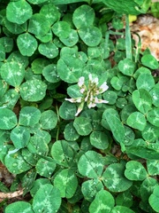 Trifolium repens