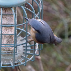 Sitta europaea
