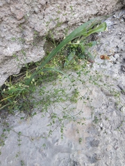 Arenaria serpyllifolia