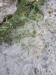 Arenaria serpyllifolia