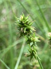 Carex
