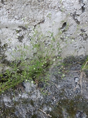 Arenaria serpyllifolia