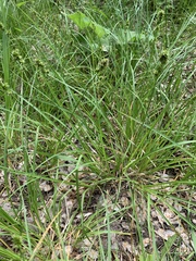 Carex