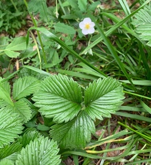 Fragaria viridis