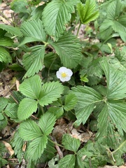 Fragaria viridis