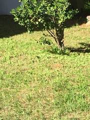 Hypolimnas bolina nerina