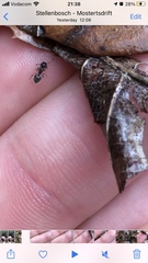 Meranoplus peringueyi