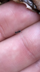 Meranoplus peringueyi