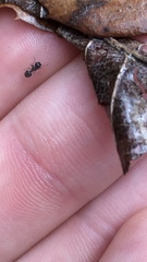 Meranoplus peringueyi