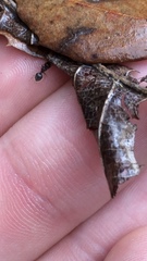 Meranoplus peringueyi