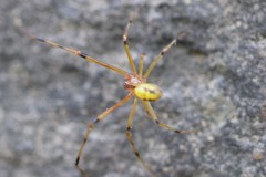 Phylloneta pictipes
