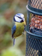 Cyanistes caeruleus