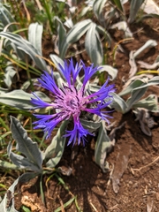 Centaurea fuscomarginata