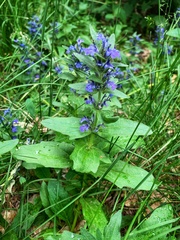 Ajuga genevensis