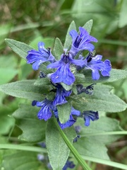 Ajuga genevensis