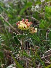 Anthyllis vulneraria pulchella