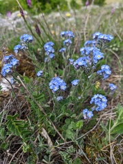 Myosotis lithospermifolia
