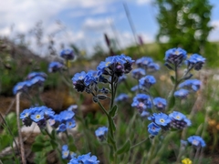 Myosotis lithospermifolia