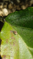 Ceroplastes sinensis