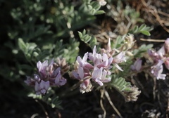 Astragalus andersonii