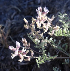 Astragalus andersonii
