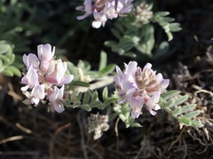 Astragalus andersonii