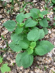 Ballota nigra