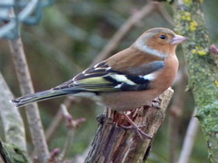 Fringilla coelebs