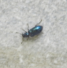 Korynetinae