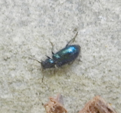 Korynetinae