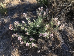 Astragalus andersonii