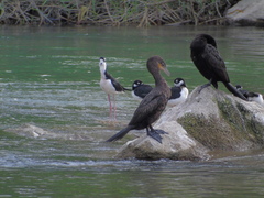 Himantopus mexicanus