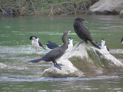 Himantopus mexicanus