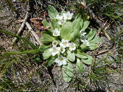 Hesperochiron pumilus