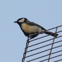 Parus major niethammeri