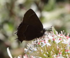 Callophrys johnsoni