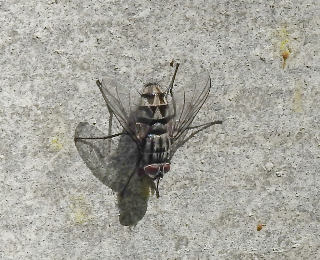 Billaea triangulifera from Горшеченский р-н, Курская обл., Россия on ...