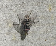 Billaea triangulifera