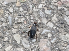 Phyllodromica megerlei