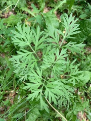Artemisia absinthium