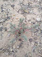 Halogeton glomeratus