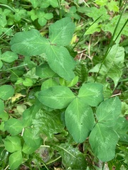 Trifolium pratense